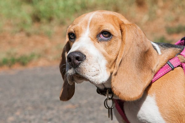 AC Maintenance Tips For Pets in Houston