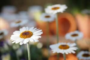 Springtime Air Conditioning Maintenance