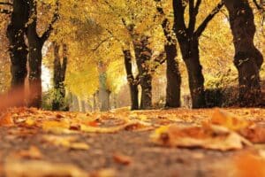Fall HVAC Tips to Save You Money